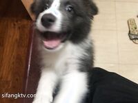 土豪尤物『抖叔』+色影大神『酒月』+頂級女神『希威社』最強七月甄選 視覺盛宴 -Reservoir Dog